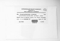 Elsinoe bertholletiae image